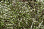 Thunberg's meadowsweet